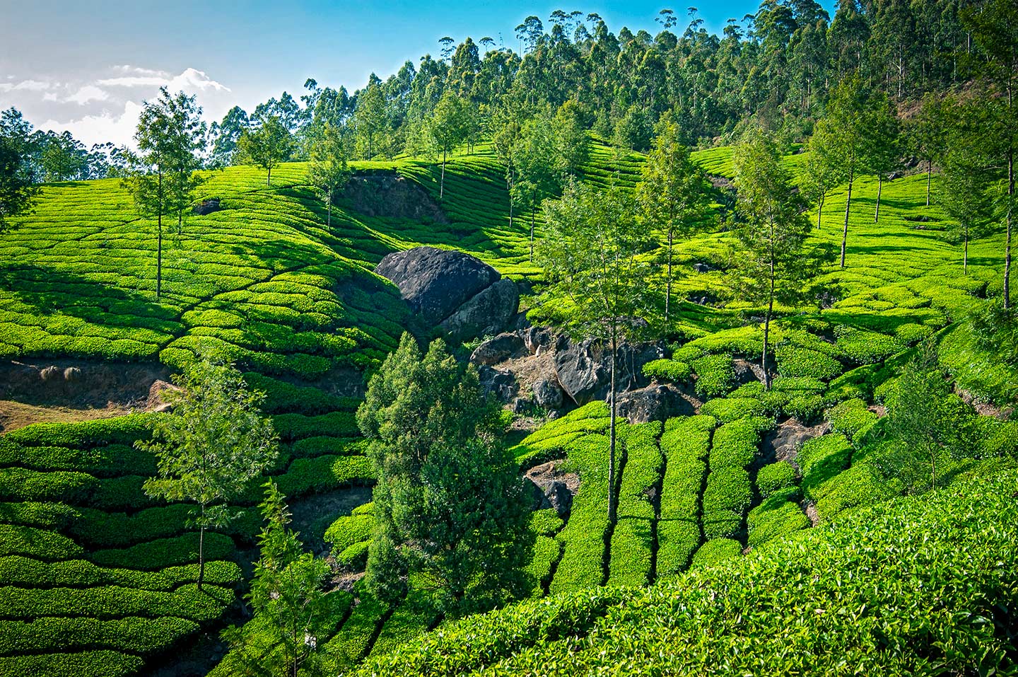 TEA FIELDS 1,  Kerala, India