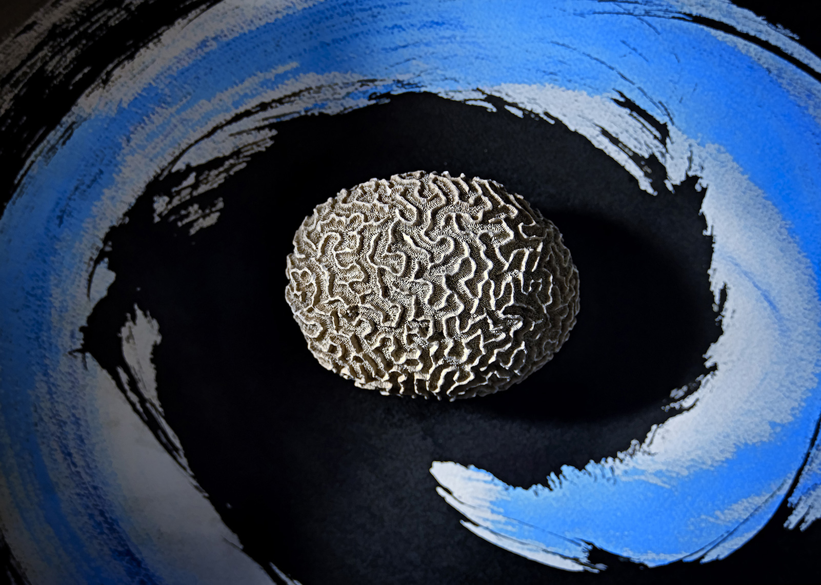 Braincoral-Blue