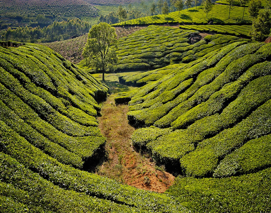 TEA FIELD KERALA INDIA