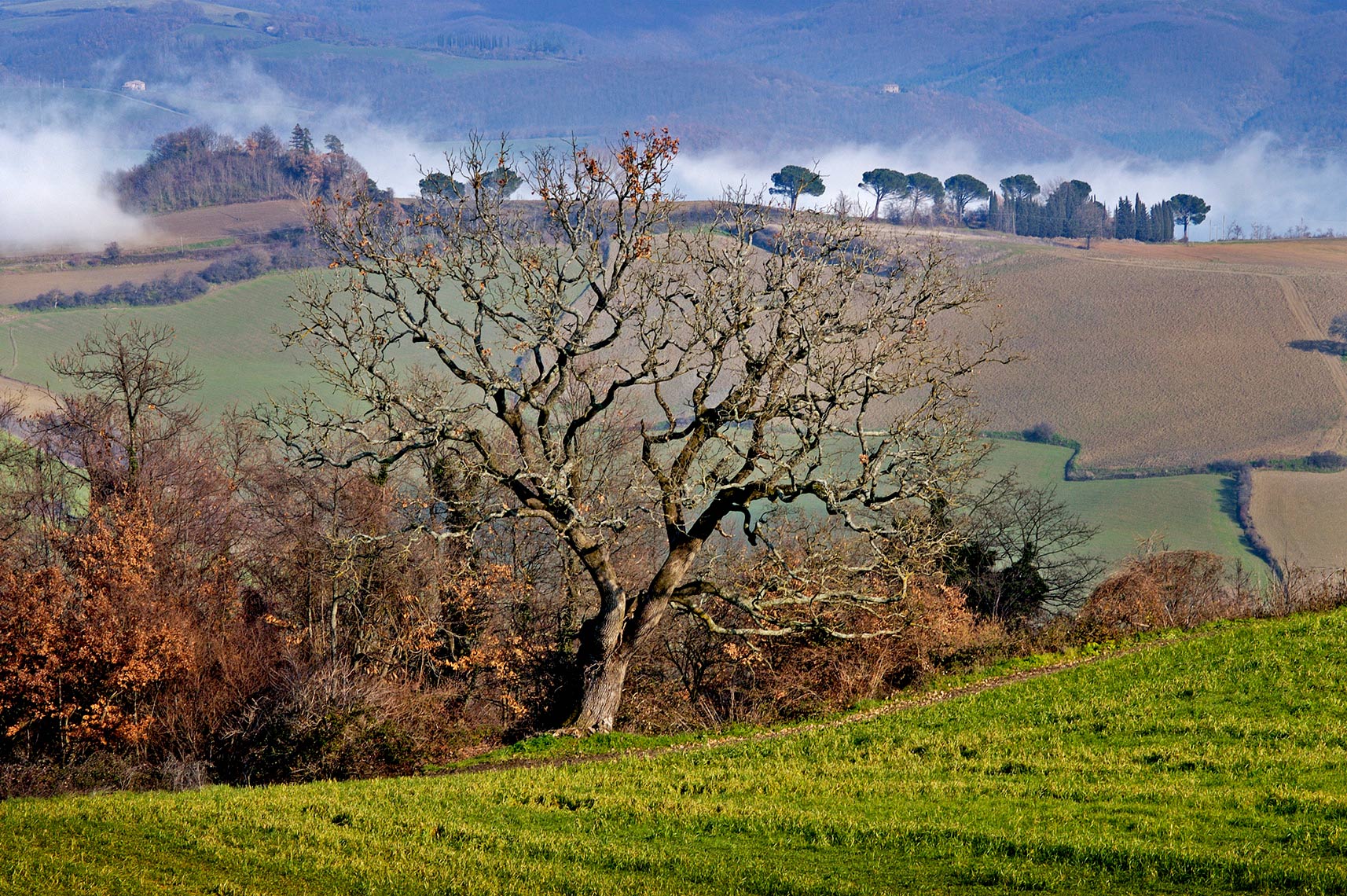 ODE TO THE OAK TUSCANY
